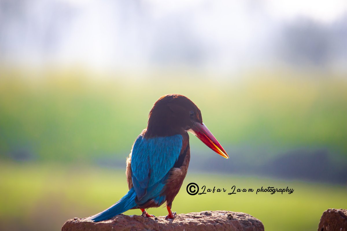 Kingfisher 
Photo:- جعفر ڃام 

instagram.com/jafarjaam123?i…

#jafarGraphy #Canonpakistan #CanonExplorerOfLight #LivefortheStory #ShotOnCanon #foundation #charity  #orphanage #orphan #orphanschool #orphanageschool #charityevents #school #kidsschool #schoolsinpakistan