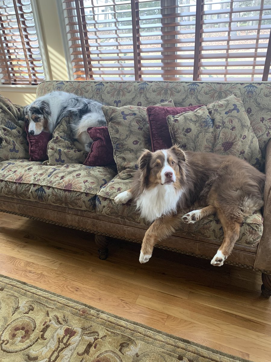 Furbabies chillin!!!

#DogsOnTwitter