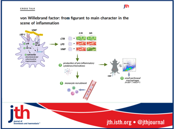 Cross-talk @InsermU1176 @LentingPeter @CaterinaCasari After considered being a figurant #VWF was cast as main character in #inflammation by @ProfJSODonnell group. ▶️bit.ly/3RAPWwL