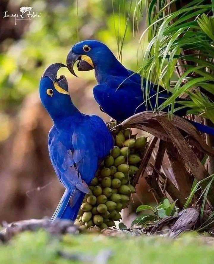 NATURALEZAV3's tweet photo. Preciosos. https://t.co/U8ep9hFiAD