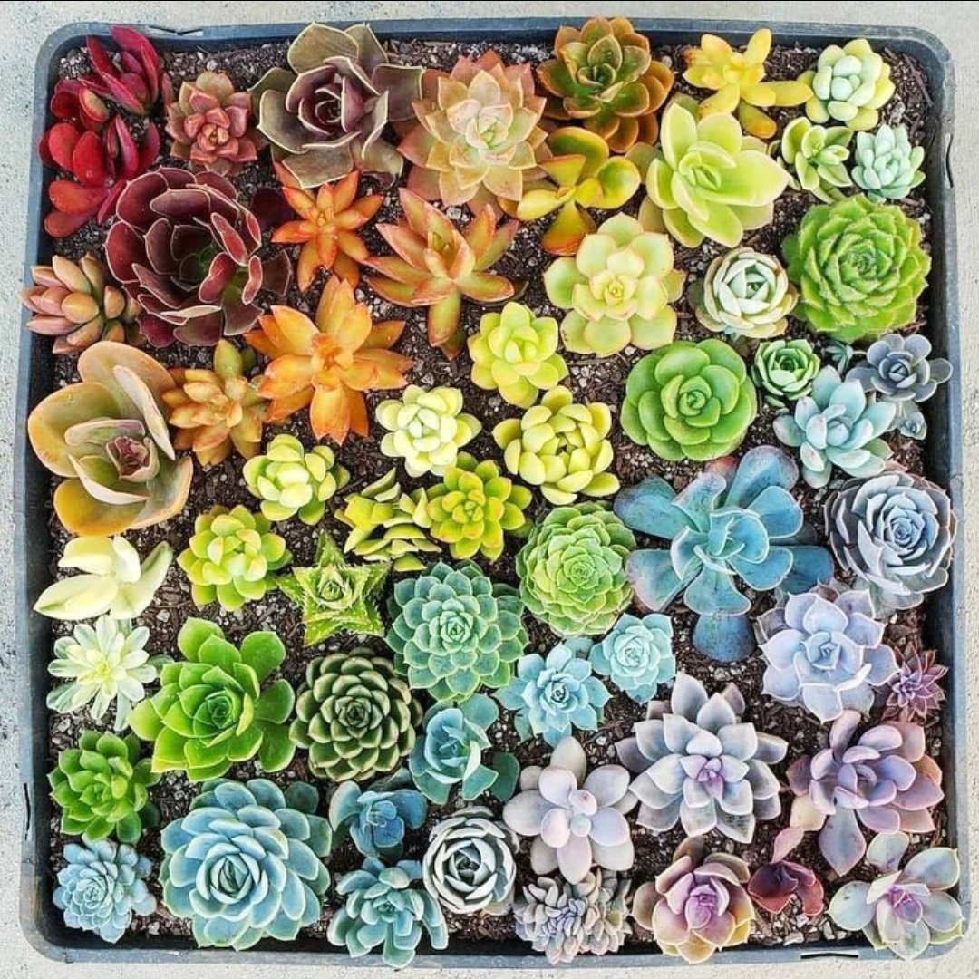 🌈 Rainbow succulents ✨

📸 Source: Unknown

#GardeningGoals