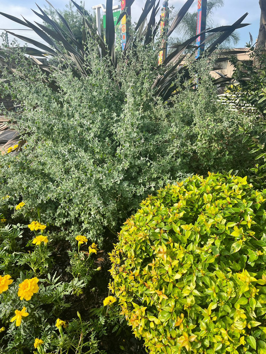 EckardsGarden's tweet photo. Getting our famous circle ready for autumn. We’ve plants in a patch of Lemon Thyme for fragrance, topped up our colour border, threw in some BioOcean and refreshed the layer of Mulch 🌸  #eckardsgarden #eckardscircle https://t.co/2Nc4VlQcz6