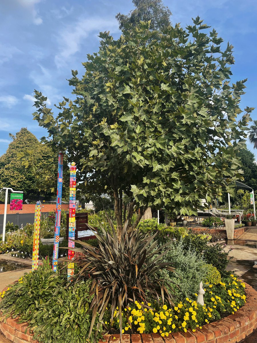 EckardsGarden's tweet photo. Getting our famous circle ready for autumn. We’ve plants in a patch of Lemon Thyme for fragrance, topped up our colour border, threw in some BioOcean and refreshed the layer of Mulch 🌸  #eckardsgarden #eckardscircle https://t.co/2Nc4VlQcz6