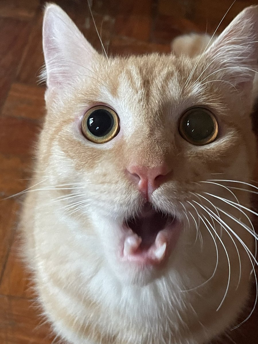 jbseee's tweet photo. Neko 🐱🐱 https://t.co/gREUzaeMFa