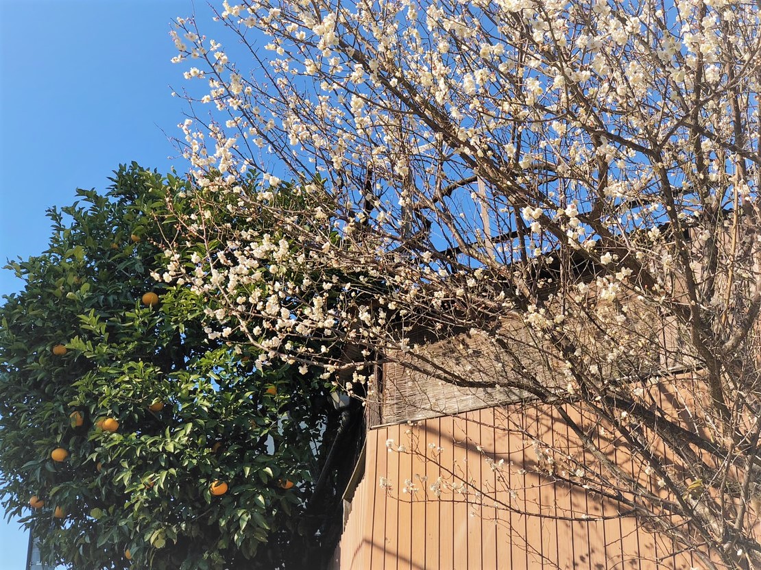 SouToku_4970's tweet image. ／
☀️ → ☁️　水曜日、こんにちは！
＼

午前中は晴れていたのに、
この時間、曇ってきてしまいました⤵️

気付けば、
早咲きの梅が満開でした😊

♪梅は咲いたか、桜はまだかいな～

#こんにちは
#Goodafternoon

#Доброгодня（🇺🇦　ドーブロゴ ニャー）