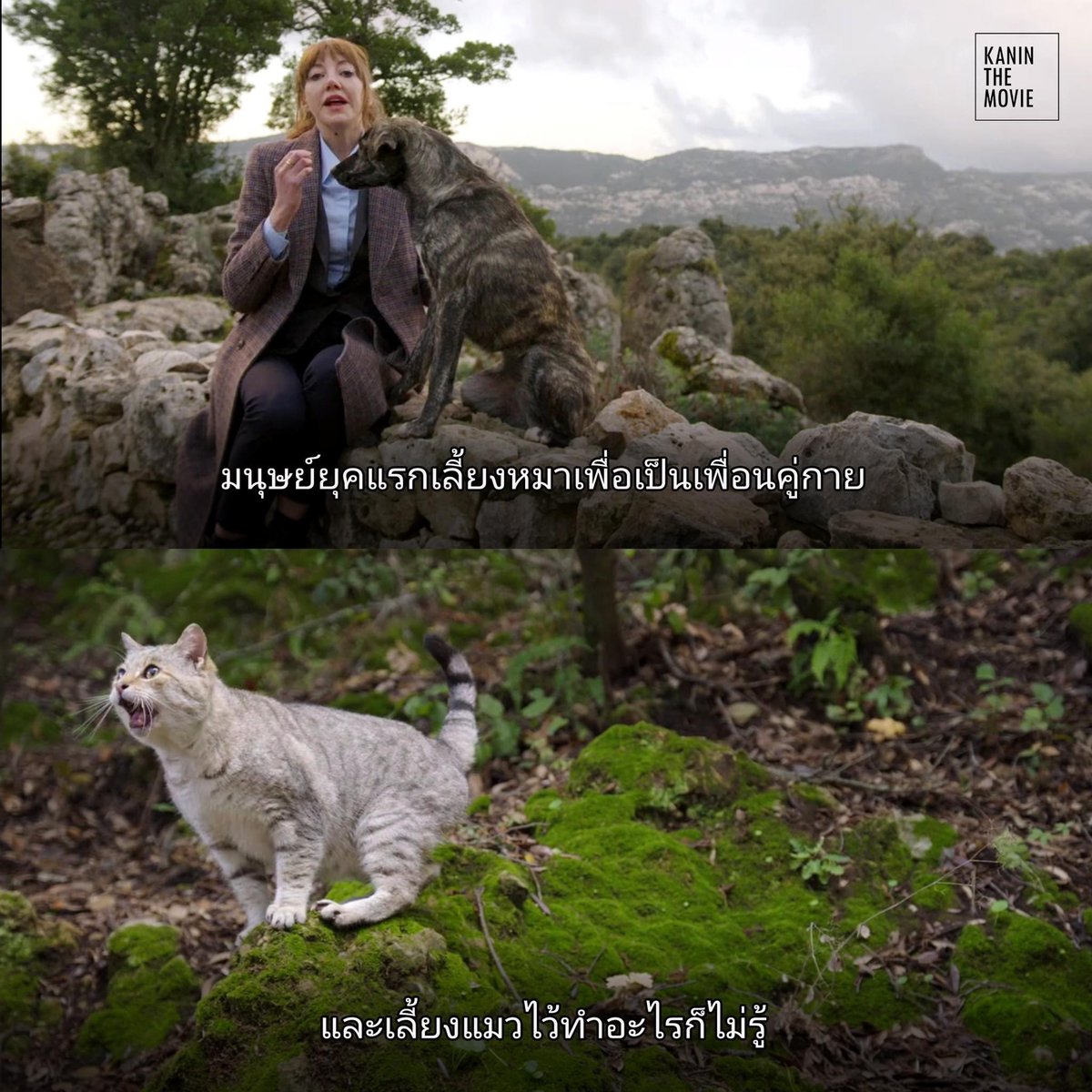 unknow_1902's tweet photo. สารคดีที่ฮาที่สุดในโลก นี่คือสารคดีปลอมมี 5 ตอน Cunk on Earth (2022) พูดถึงประวัติศาสตร์รอบโลก มันตลกตรงที่คำถามมันเป็นคำถามแบบกวนตีนมาก แต่คนที่มาตอบเป็นผู้เชี่ยวชาญด้านนั้นจริงๆ แล้วคนที่มาตอบคือหน้าตาแบบเป็นจริงเป็นจัง ในการตอบเรื่องไม่เป็นเรื่อง บางมุมก็เสียดสีสังคมดี ชอบว่ะ https://t.co/RwnE2hpioM