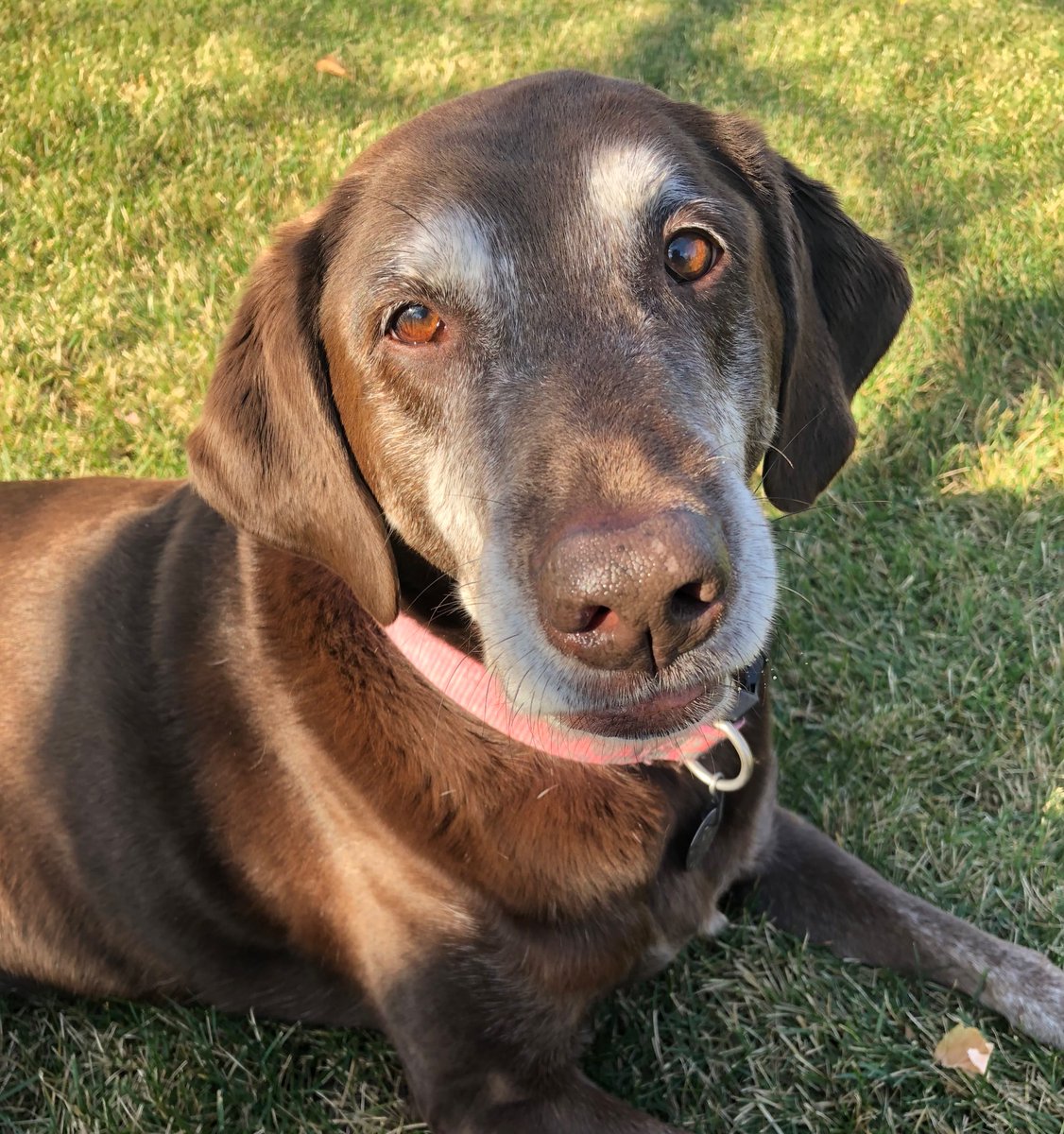 LinkBull2's tweet image. Had to put this sweet girl down tonight. 
Not doing great tbh