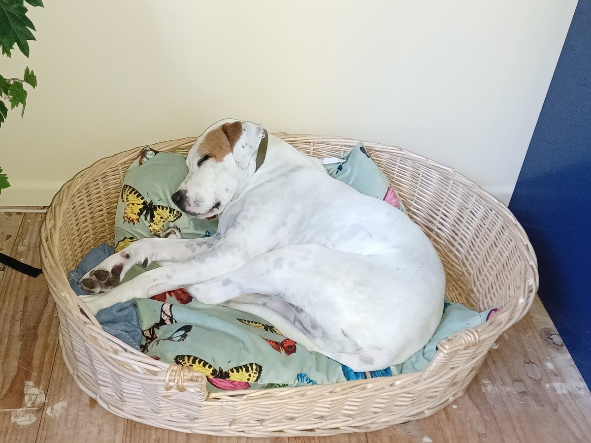 lucydogandkate's tweet photo. @drjudymelinek Hope you can rest up, and feel better soon. https://t.co/MpRguGWhU1