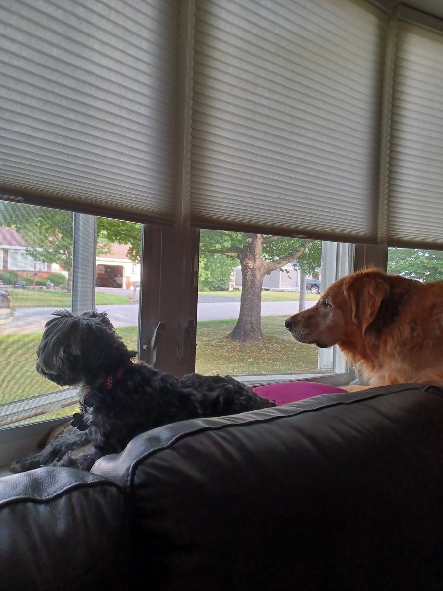 🌈Gritty&🌈Charlie_and Chris 🐶🐕🕵️‍♀️🔎 tweet media