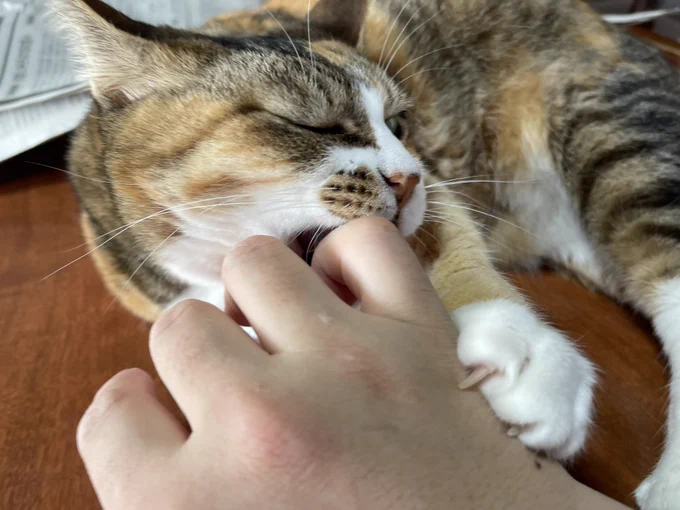 おはようにゃんこ超甘噛み 