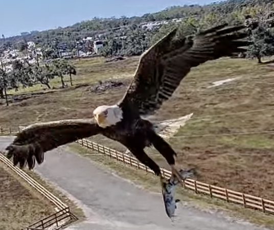 NikkiJax222's tweet photo. @wgcu @SWFLEagleCAM He is great at bringing in the groceries!
Photo from #SWFEC https://t.co/8wkHOfhNXM