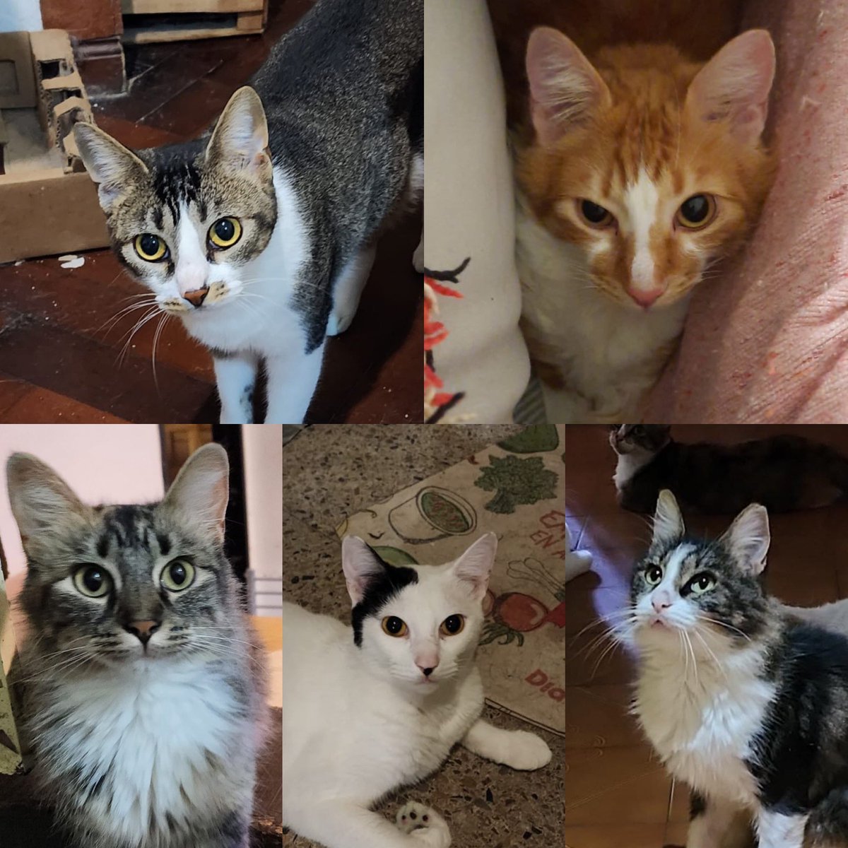 hacefelizungato's tweet photo. La semana pasada se acercó al Botánico un señor a quien van a desalojar si no da en adopción a sus 16 gatos. Los estamos difundiendo para que encuentren un hogar. La mayoría son jóvenes. Preguntanos por ellos o ayúdanos con tu RT! Gracias 🥹 https://t.co/9oKBMGkuht