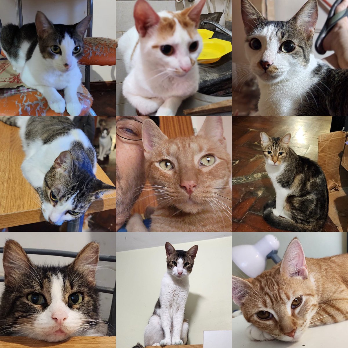hacefelizungato's tweet photo. La semana pasada se acercó al Botánico un señor a quien van a desalojar si no da en adopción a sus 16 gatos. Los estamos difundiendo para que encuentren un hogar. La mayoría son jóvenes. Preguntanos por ellos o ayúdanos con tu RT! Gracias 🥹 https://t.co/9oKBMGkuht