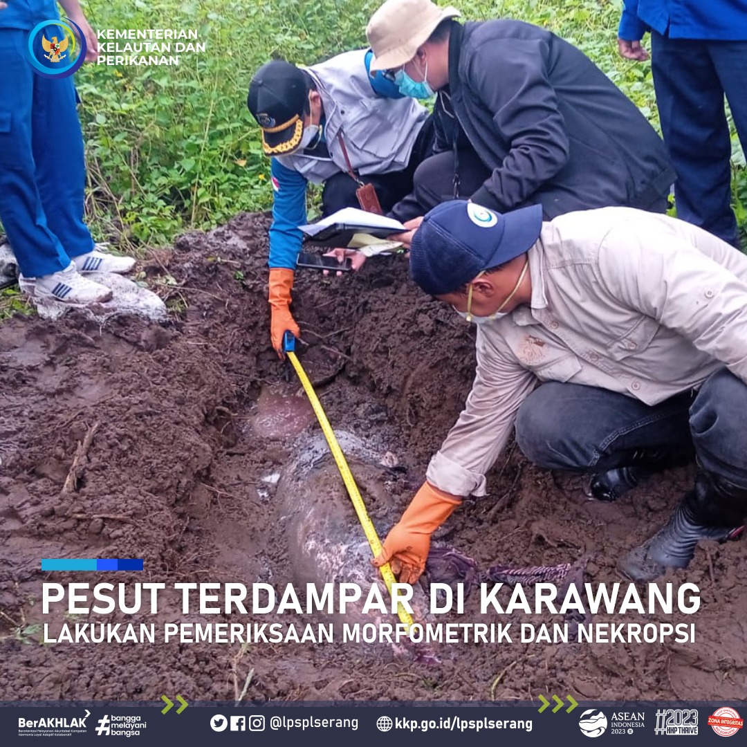 LPRLSerang's tweet photo. Info #SobatJawara 

Pada hari Jumat tanggal 3 Februari 2023, Tim Respon Cepat LPSPL Serang (Wilker Jawa Barat &amp; DKI Jakarta) melakukan nekropsi sebagai tindak lanjut terkait laporan seekor lumba-lumba terdampar dalam kondisi mati di Pantai Tanjung Pakis, Kab. Karawang. https://t.co/kpH9Grpjzi
