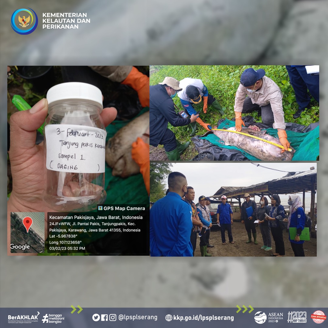LPRLSerang's tweet photo. Info #SobatJawara 

Pada hari Jumat tanggal 3 Februari 2023, Tim Respon Cepat LPSPL Serang (Wilker Jawa Barat &amp; DKI Jakarta) melakukan nekropsi sebagai tindak lanjut terkait laporan seekor lumba-lumba terdampar dalam kondisi mati di Pantai Tanjung Pakis, Kab. Karawang. https://t.co/kpH9Grpjzi
