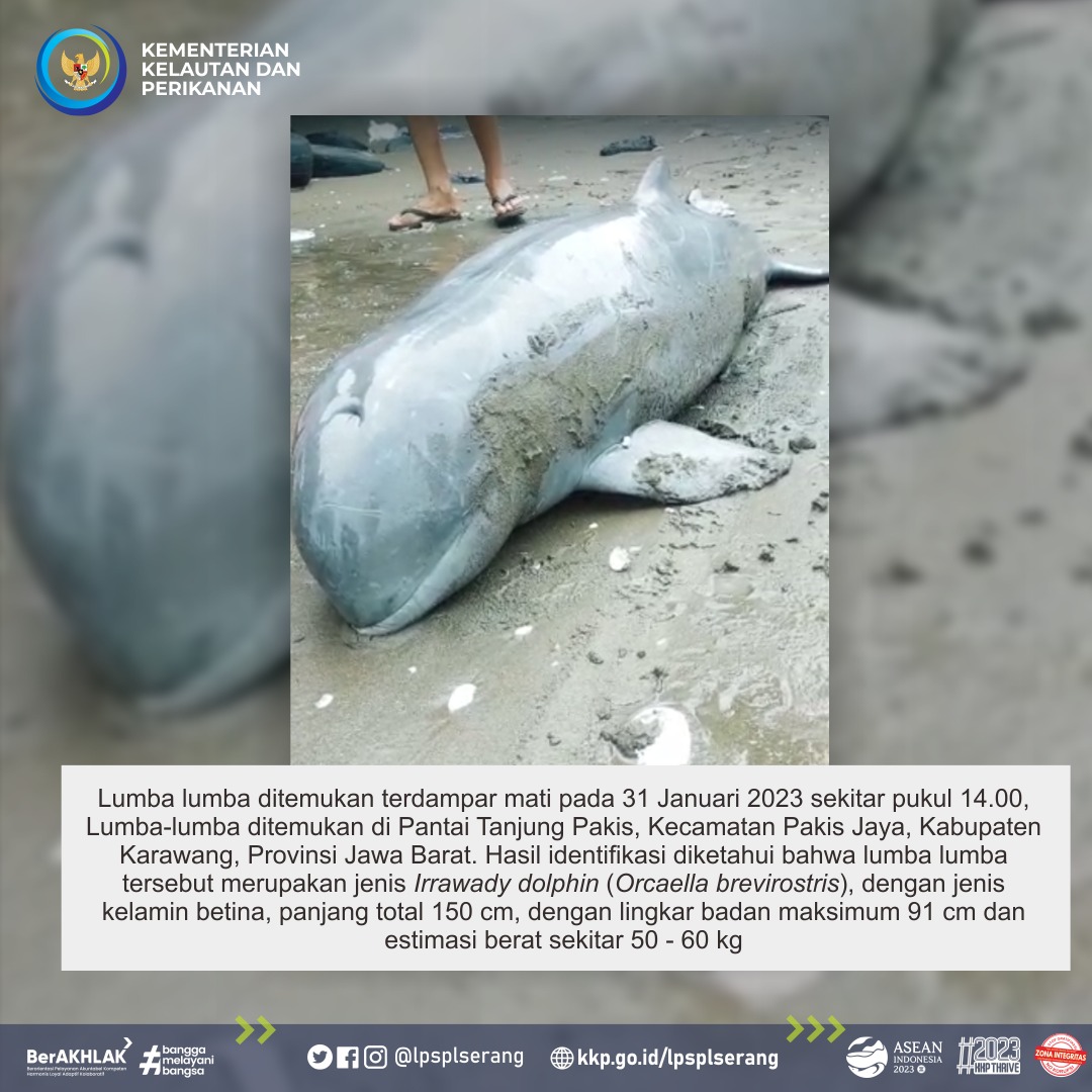 LPRLSerang's tweet photo. Info #SobatJawara 

Pada hari Jumat tanggal 3 Februari 2023, Tim Respon Cepat LPSPL Serang (Wilker Jawa Barat &amp; DKI Jakarta) melakukan nekropsi sebagai tindak lanjut terkait laporan seekor lumba-lumba terdampar dalam kondisi mati di Pantai Tanjung Pakis, Kab. Karawang. https://t.co/kpH9Grpjzi