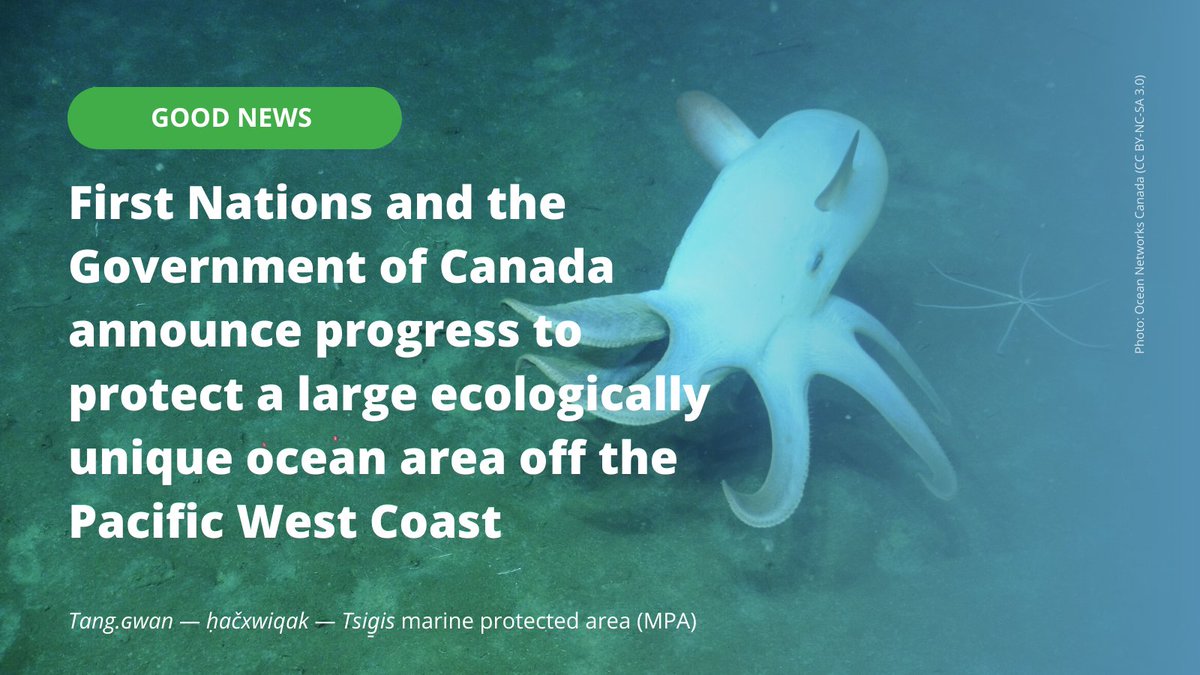 Good news for the #DeepseaOasis with the Tang.ɢwan — ḥačxʷiqak — Tsig̱is Marine Protected Area from @CHN_HaidaNation, Nuu-chah-nulth Triabal Council, Pacheedaaht First Nation Quatsino First Nation and <a href="/FishOceansCAN/">Fisheries and Oceans</a>.

cpawsbc.org/cpaws-bc-celeb…