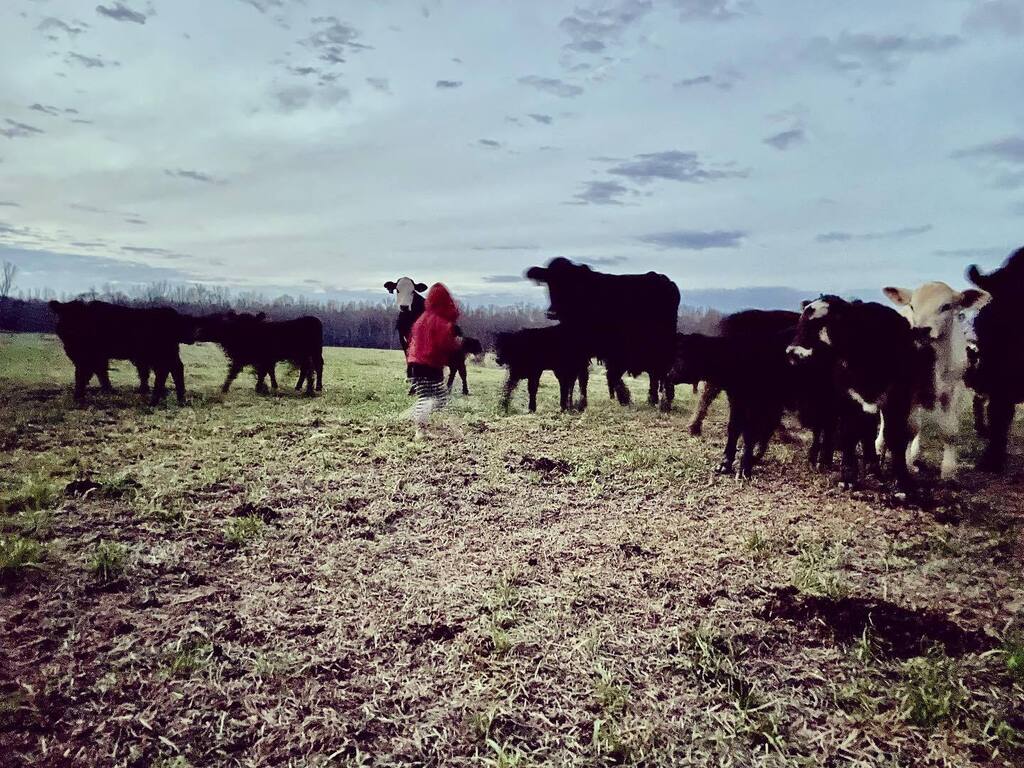 We’re at a point of #toddlerhood in which our smallest farmer is sometimes a big help, but usually a lot of fun!  The game with this set of cows is to try to pet #calves and occasionally the #petcow. 

Definitely makes up for her #wakingupishard grumpine… instagr.am/p/CoYgJGqur1R/