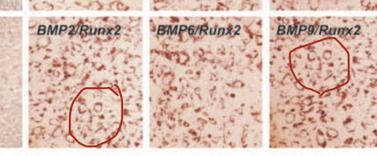 siddharthparth2's tweet photo. @MicrobiomDigest These little smiley faces? https://t.co/D9N8xFBXck