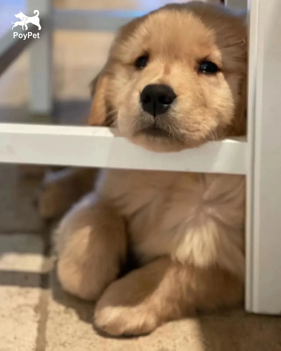 poy_pet's tweet image. I seem a little unhappy. Someone please enlighten me.
#Poypet #DogStyle #DogDaily #DogInfluencer #lovedog #doggy #dogsarefamily #dogoftheday #dogwalk #dogwalking