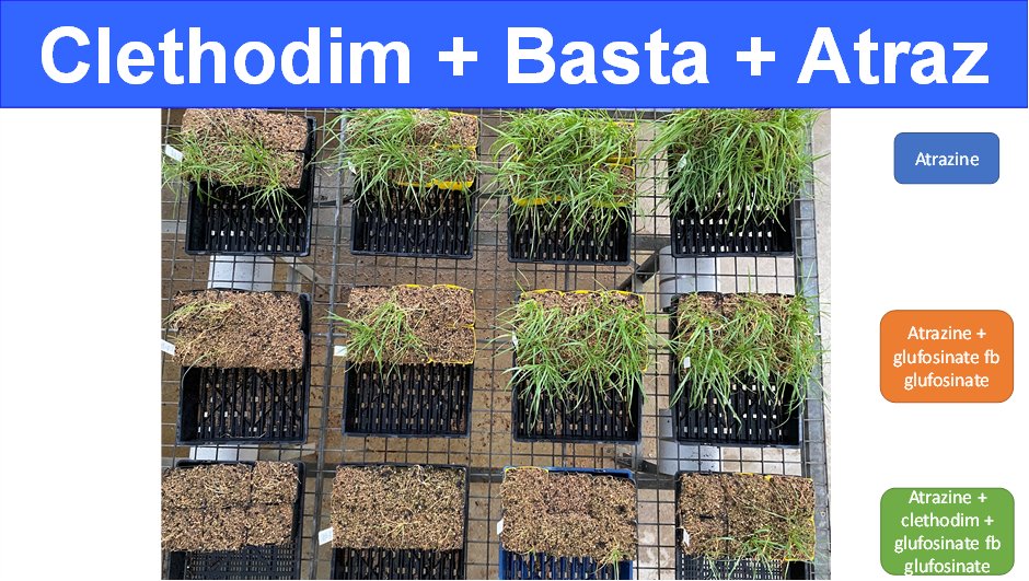 During the Xmas break, I did two small glasshouse studies to learn about Basta (glufosinate, Group 10) action in combination with other MoA (Group 1 and 5).  The three-way mix delivered 100% control on resistant ryegrass (left bottom corner of photo).  See 👇👇 for deets.