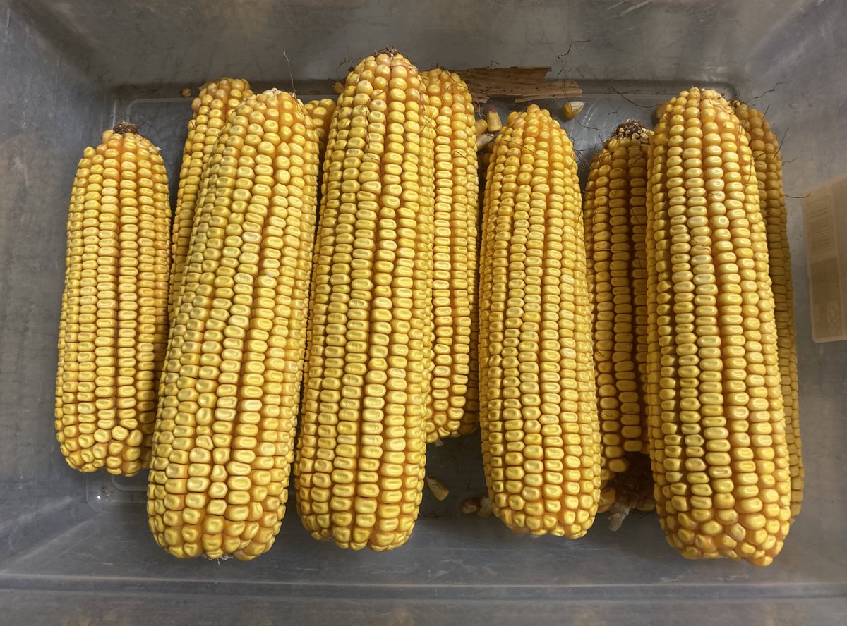 Devin Nichols tweet media