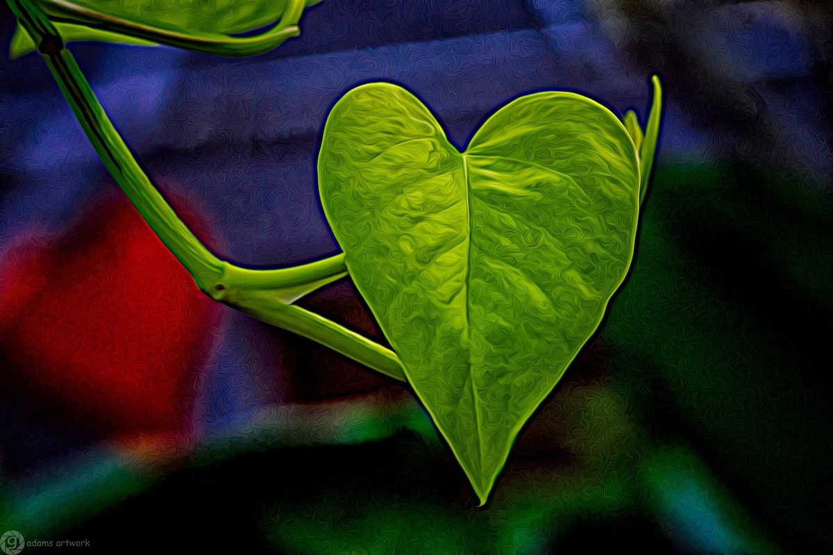 shfty78's tweet photo. “He who plants kindness gathers love.”

💚

Saint Basil

#rollingridgenursery #webstergrovesmo #stlouiscounty #onlyinmissouri #loveyourplants #missouri #nikonz6 #105mm @NikonUSA #vaxinjured #garyadamsartwork https://t.co/8KgCUgEcvy