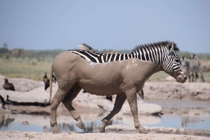 Mudbath Zebra 🦓 by Nancy McDaniel in Botswana