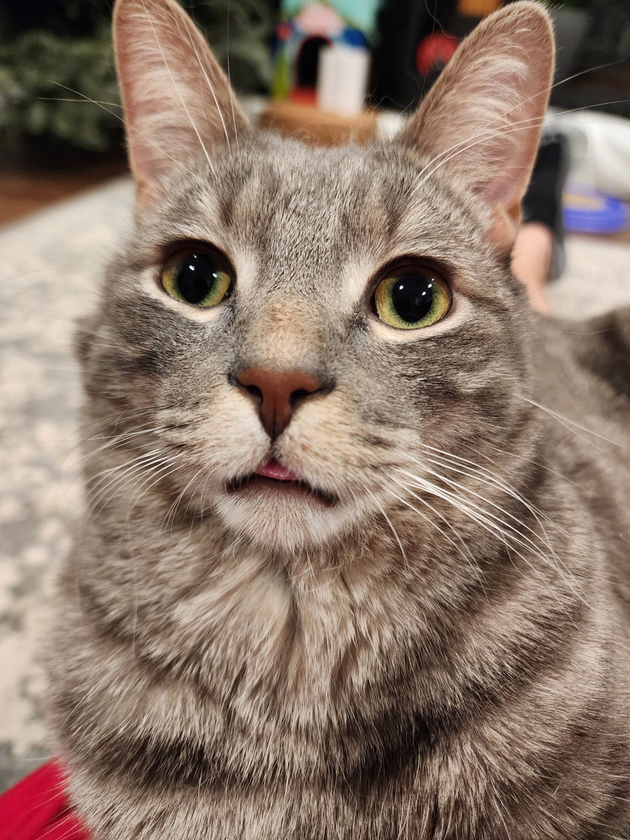 BeanBleps's tweet photo. blep https://t.co/v4CT71UpVR