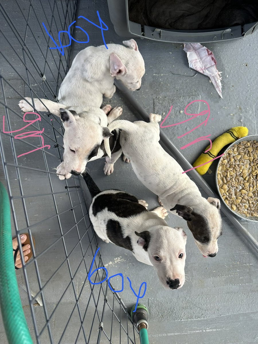 i have 4 puppies that need homes. lmk if you or someone you know is interested