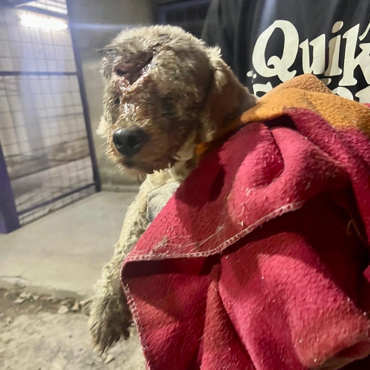 NECESITAMOS AYUDA

Ingresamos a esta perra que hace días estaba en la calle, mañana la llevaremos a control veterinario. Si queres ayudarnos económicamente te dejamos los datos:
Mail de Mercado Pago - adopta.huellass@gmail.com
 CBU - 0000003100046889691982 
ALIAS: adopta.huellas