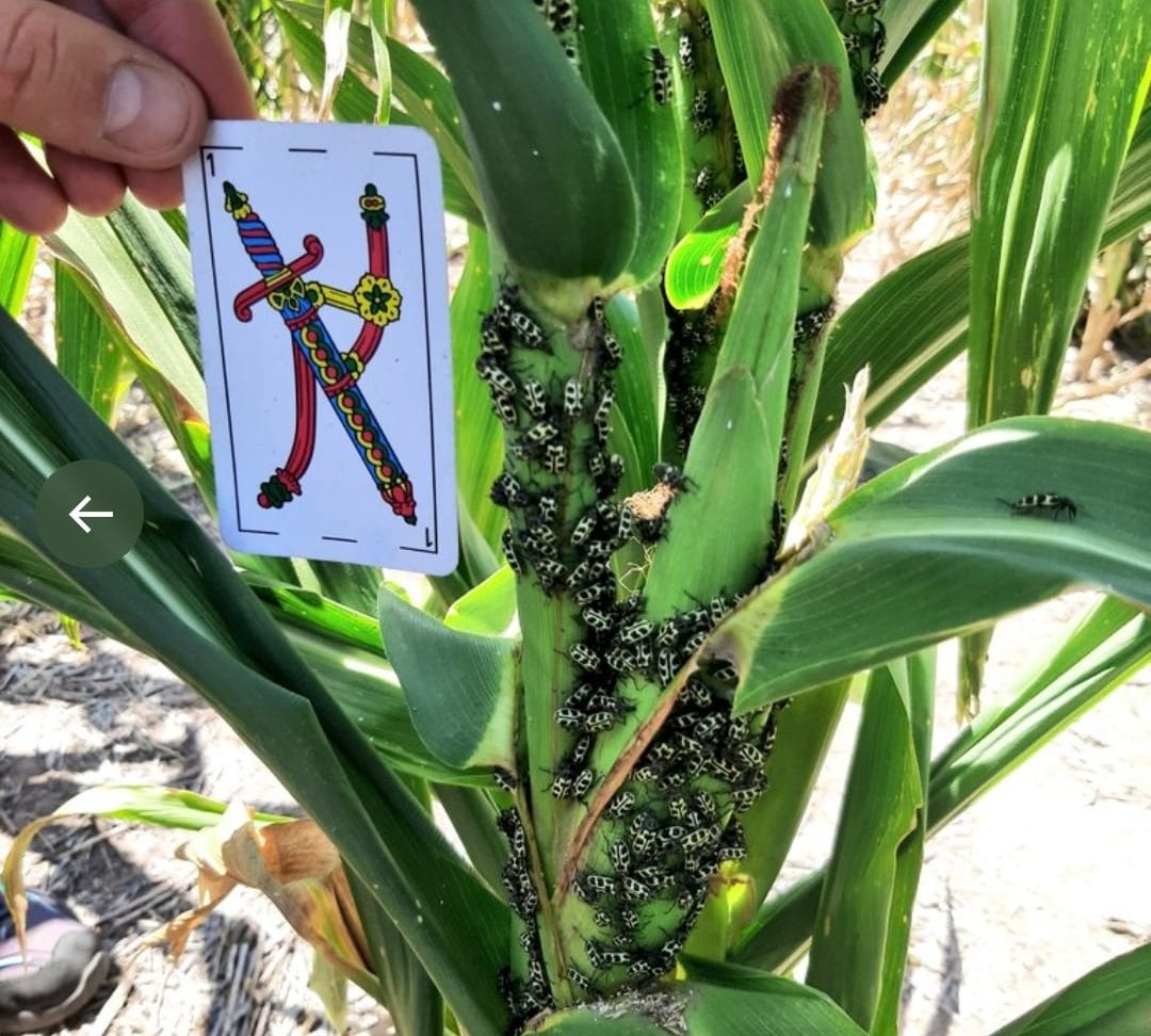 Vanelluschilen's tweet photo. #Modo @BumperCrop1 🤪
#agroecology #Agroecologia
#7deOro https://t.co/XbRrNFxNK3