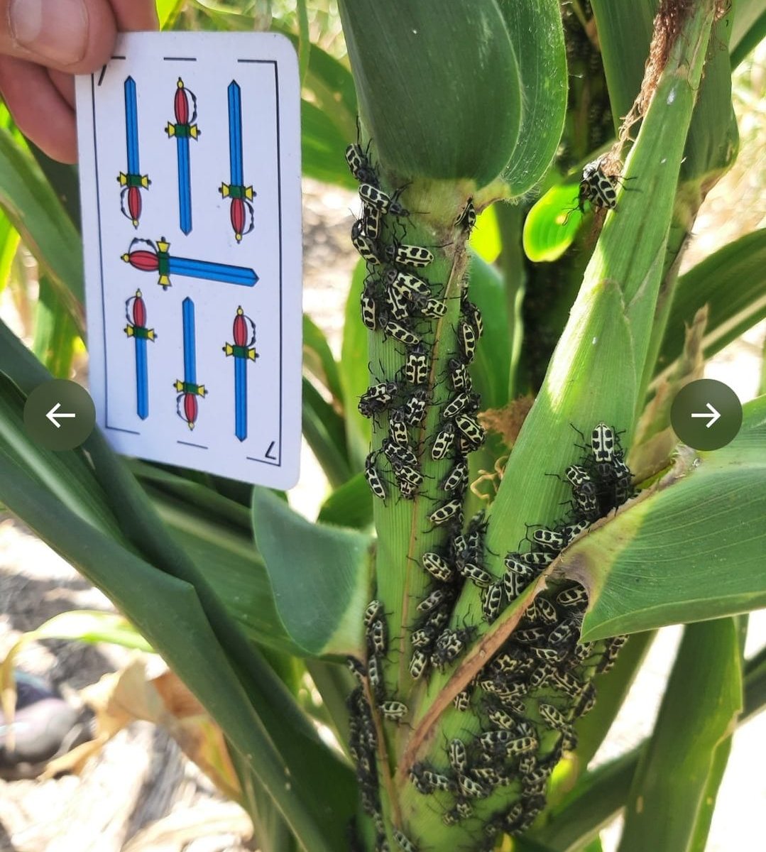 Vanelluschilen's tweet photo. #Modo @BumperCrop1 🤪
#agroecology #Agroecologia
#7deOro https://t.co/XbRrNFxNK3
