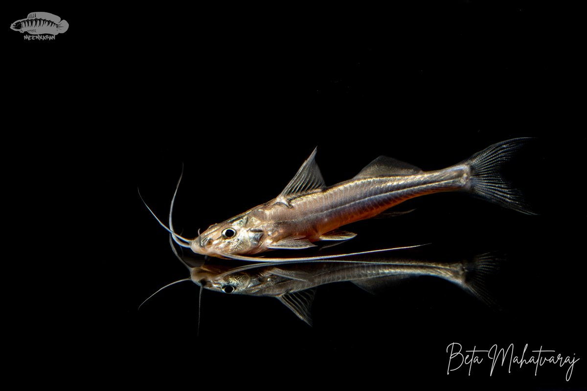 Nangra assamensis (Assamese Nangra)

A silver-colored sisorid catfish that's found in the Ganges and Brahmaputra rivers.
The long maxillary barbels are the standout feature of this small catfish that gets to only about 3 inches.