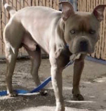 Keith Olbermann's Dogs on Twitter: "ORDER TO KILL adorable Memphis