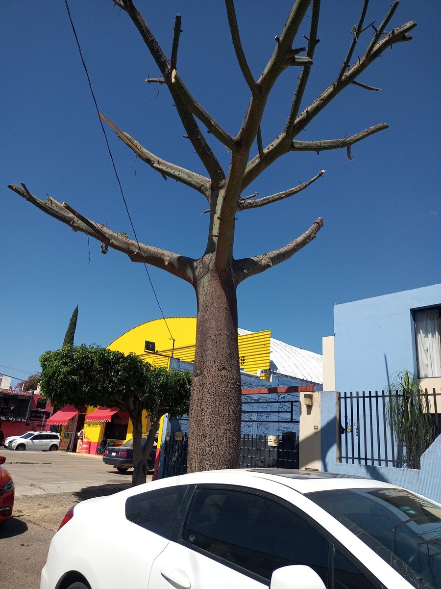 A veces es difícil entender que el <a href="/MunicipioOaxaca/">Municipio de Oaxaca de Juárez</a> autorice este tipo de podas :(
Pero sus razones tendrá
<a href="/Ambiente_GobOax/">Sría. de Medio Ambiente de Oaxaca</a> <a href="/MLS_censura/">Medio Libre sin Cens</a> <a href="/repciclistaOax/">ReporteCiclistaOaxaca</a> <a href="/COAOAmbiental/">COAO, Ambientalistas en Oaxaca, Mx</a>