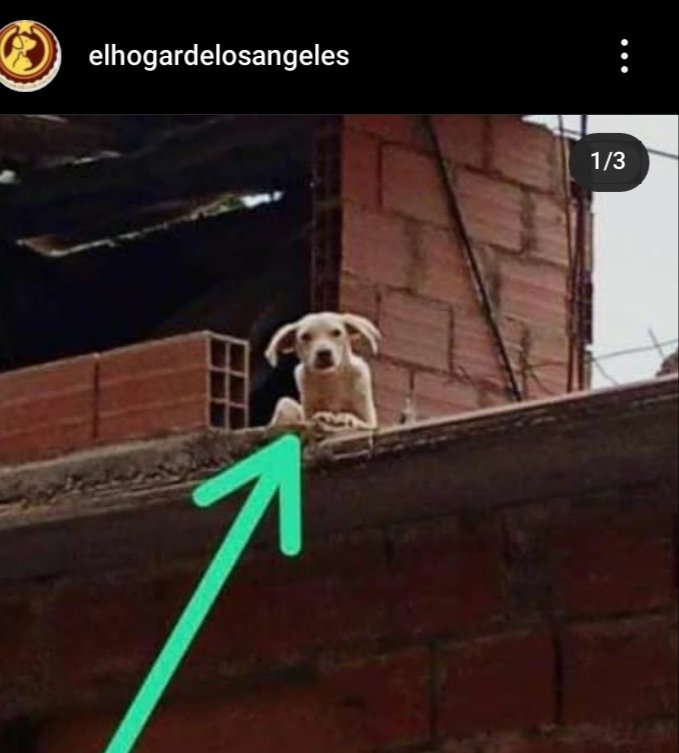 PerroUsuario's tweet photo. Reporta @Ma_Elisa_G: ¡AAUUXXIILIIOOO! NECESITA SER SACADO DE AHÍ, LO DEJARON EN PLATABANDA SOLO, HAMBRE, SED, ETC.  ¡INHUMANOS! #Petare #Caracas  @maigualidav

#Vzla https://t.co/LHmbAREVnw
