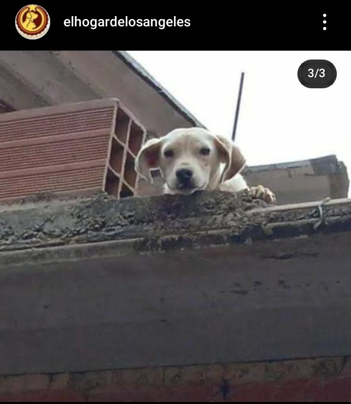 PerroUsuario's tweet photo. Reporta @Ma_Elisa_G: ¡AAUUXXIILIIOOO! NECESITA SER SACADO DE AHÍ, LO DEJARON EN PLATABANDA SOLO, HAMBRE, SED, ETC.  ¡INHUMANOS! #Petare #Caracas  @maigualidav

#Vzla https://t.co/LHmbAREVnw