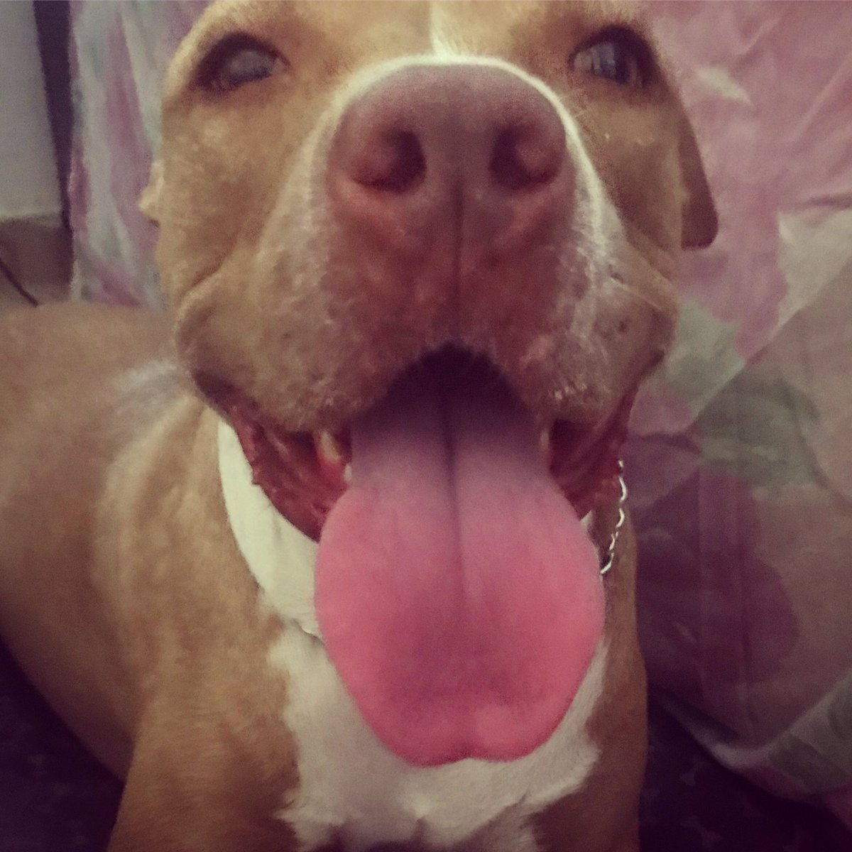 nessah_decor's tweet photo. Minha filha #pitbull https://t.co/Jl1T7TmgrA