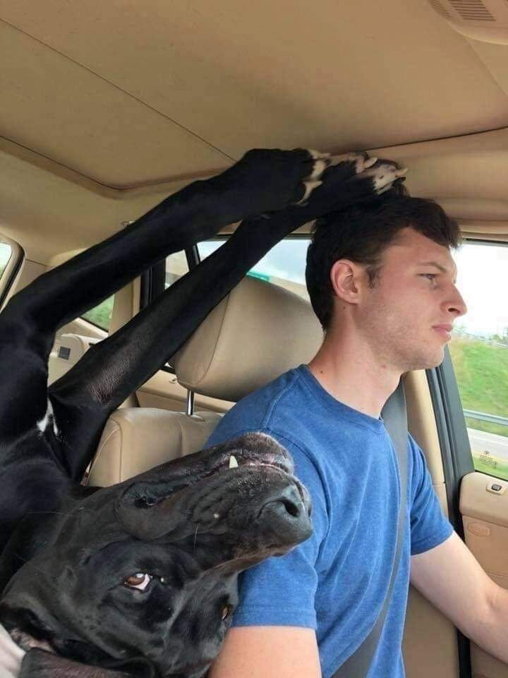 Ele adora passear de carro 😅