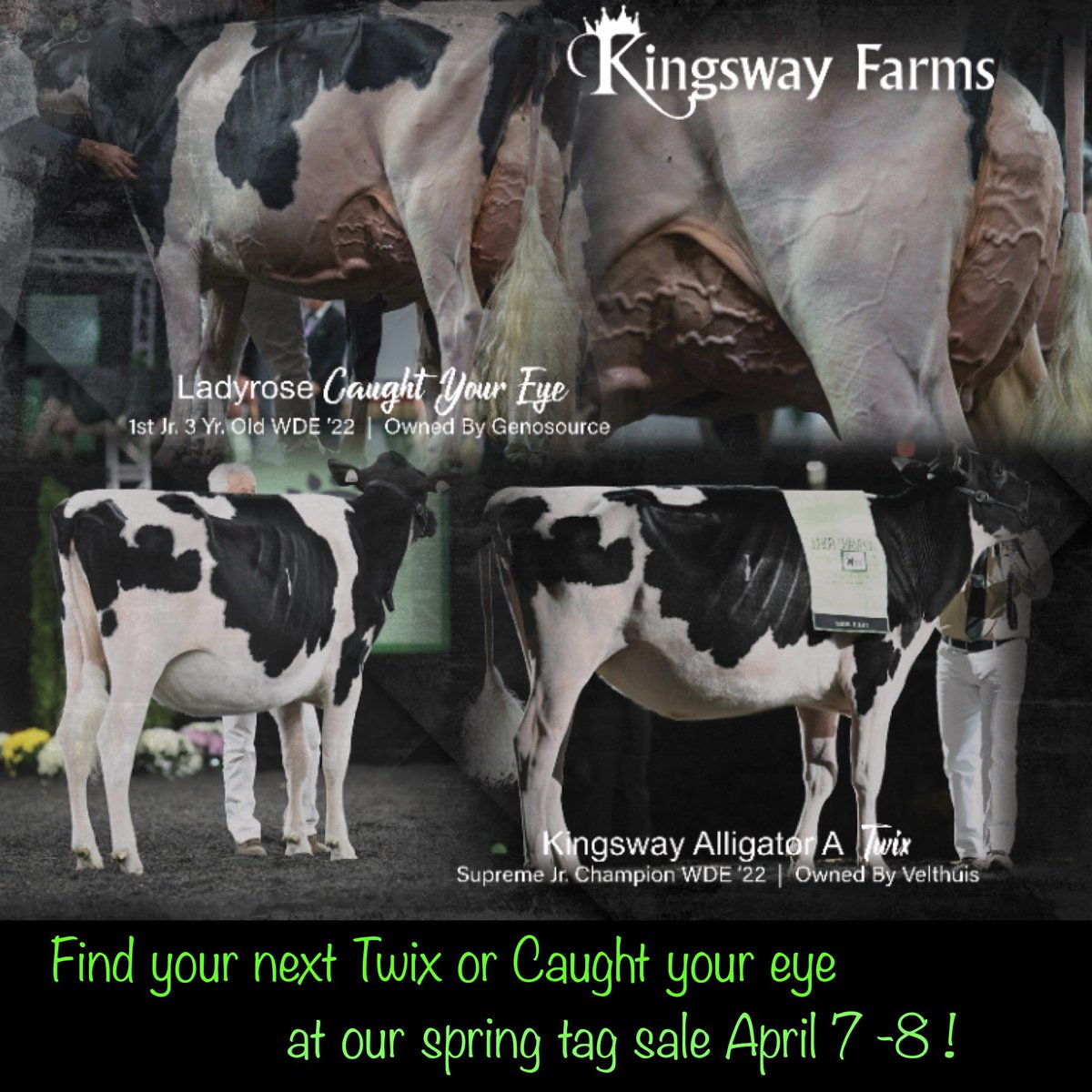 🗓Kingsway tag sale April 7th - April 8th. 🔹We are excited to offer you animals from the top of our herd. 🔹Congratulations to Velthuis with Kingsway Aligator A Twix All American Winter Yearling. Congrats to Genosource with Ladyrose Caught Your Eye All American Jr 3 yr.