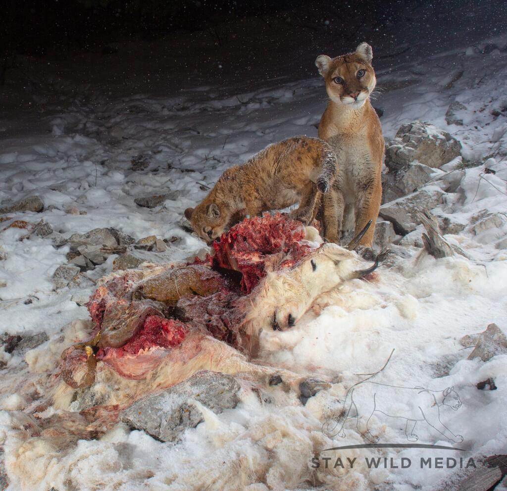 EdgeFolks's tweet photo. 🔥 Another look at Seneca the mountain lion and her kitten! 

#pic from u/burningxjeff on reddit

#FOTE #folksontheedge #fote #artist #etsy #etsyshop #epicpic #coolpic #nature #natureislit #natureisepic #beautiful #naturelover #travel #motherearth #awesome #coolanimals #coolr… https://t.co/5J197VsQ5u