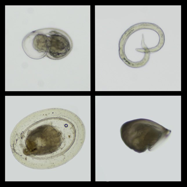 Shawn Arellano tweet media