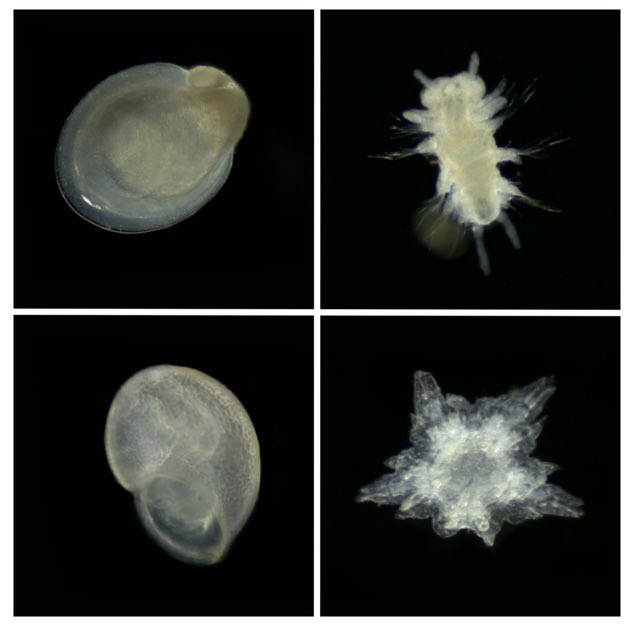 The last blog post from our  #Biofilms4Larvae cruise is finally out! Come learn more about what we found!

wp.wwu.edu/arellanolab/ca…

<a href="/WHOI/">Woods Hole Oceanographic Institution (WHOI)</a> <a href="/DeepSubLab/">WHOI DSL</a> <a href="/WWU/">WWU</a> #NSFfunded