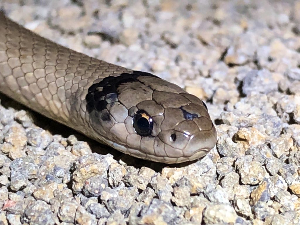 58 endangered Ngabi (grey) snakes have been recorded from wetlands in the lowbidgee since surveys began in 2018.  Detection probability increased with ambient temperature and wetland inundation frequency.  
publish.csiro.au/WR/justaccepte… <a href="/theCEWH/">Environmental Water</a> <a href="/LLSRiverina/">Riverina LLS</a> <a href="/NarinariNntc/">NNTC👣</a>