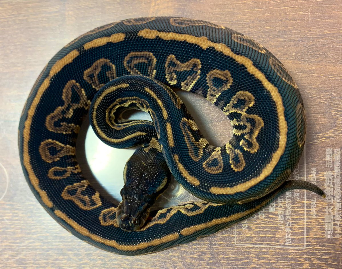 e_k_a_k_i_'s tweet photo. 迎え後初🔥
これからたくさん食ってくださいよ👏🏼
BHBP het ultramel
#ballpython #blackhead #blackpastel #ultramel https://t.co/swCWpiXDJb