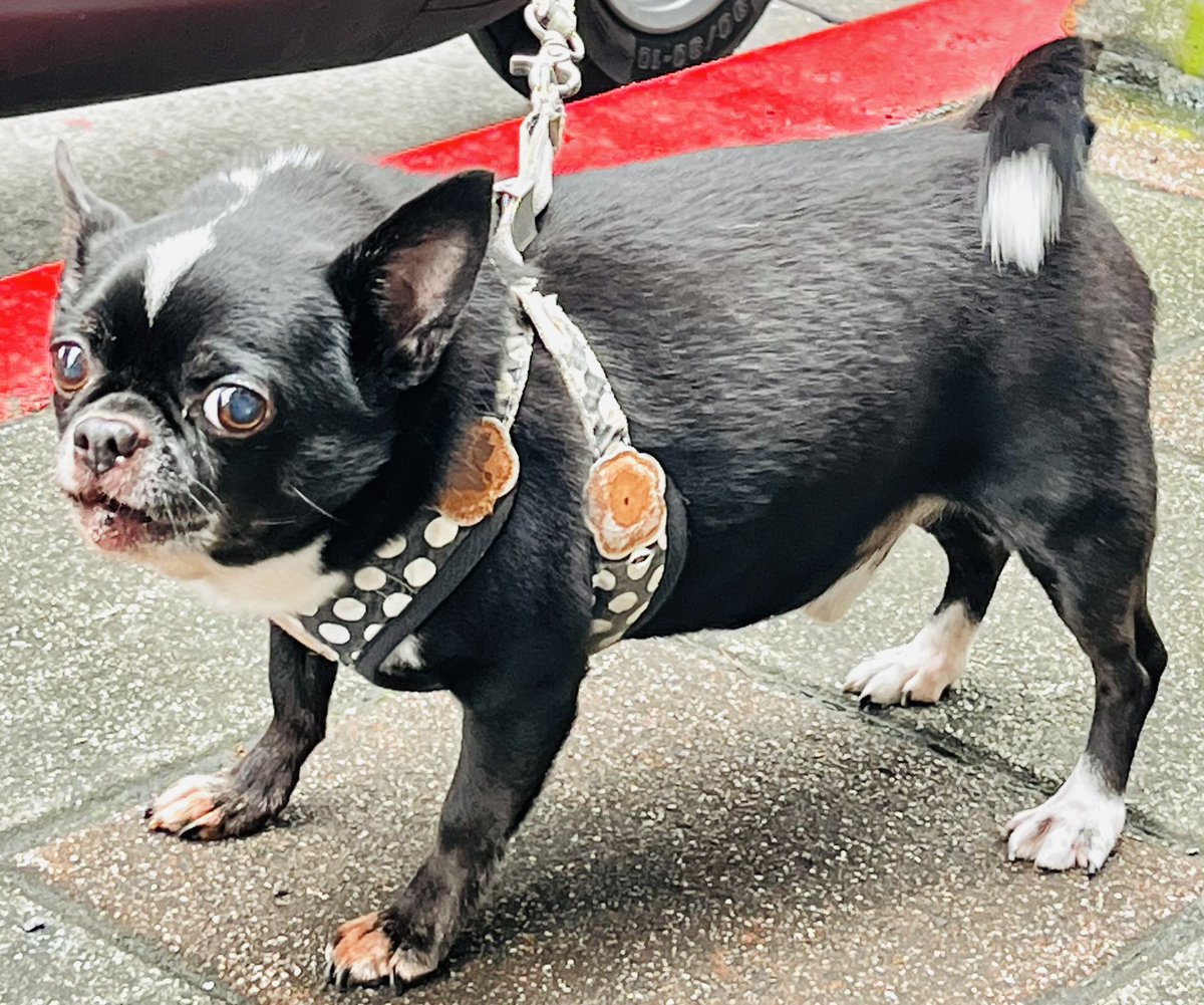 HohoaChang's tweet photo. #benz #dog #dogsoftwitter https://t.co/Tb0lhEJbxP