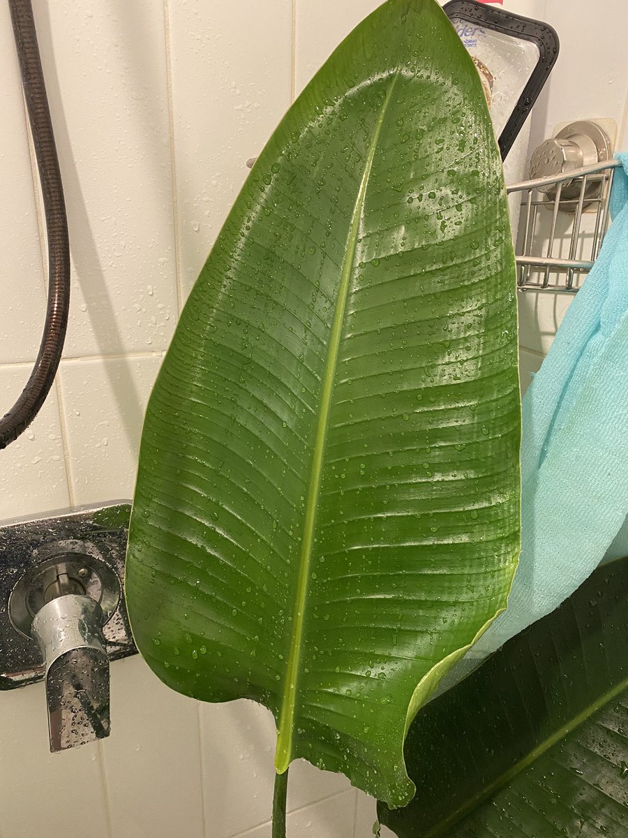 An_AmiGuRuMi's tweet photo. Everyone shut up and look at this perfect leaf my banana leaf plant put out! #houseplants #plants #Musaceae https://t.co/JlH8F42w07