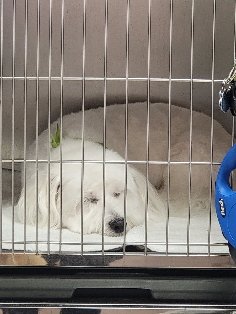 Its not easy being <a href="/SirBailey2/">Sir Bailey</a> Much needed post haircut nap. #groomer #groomersofinstagram #doggroomer #dogsofinstagram #dog #groomlife #kingdombarks #doggroomersofinstagram #sirbailey #woofgangbakery #woofgangbakeryandgrooming #woofgangdaytonabeach