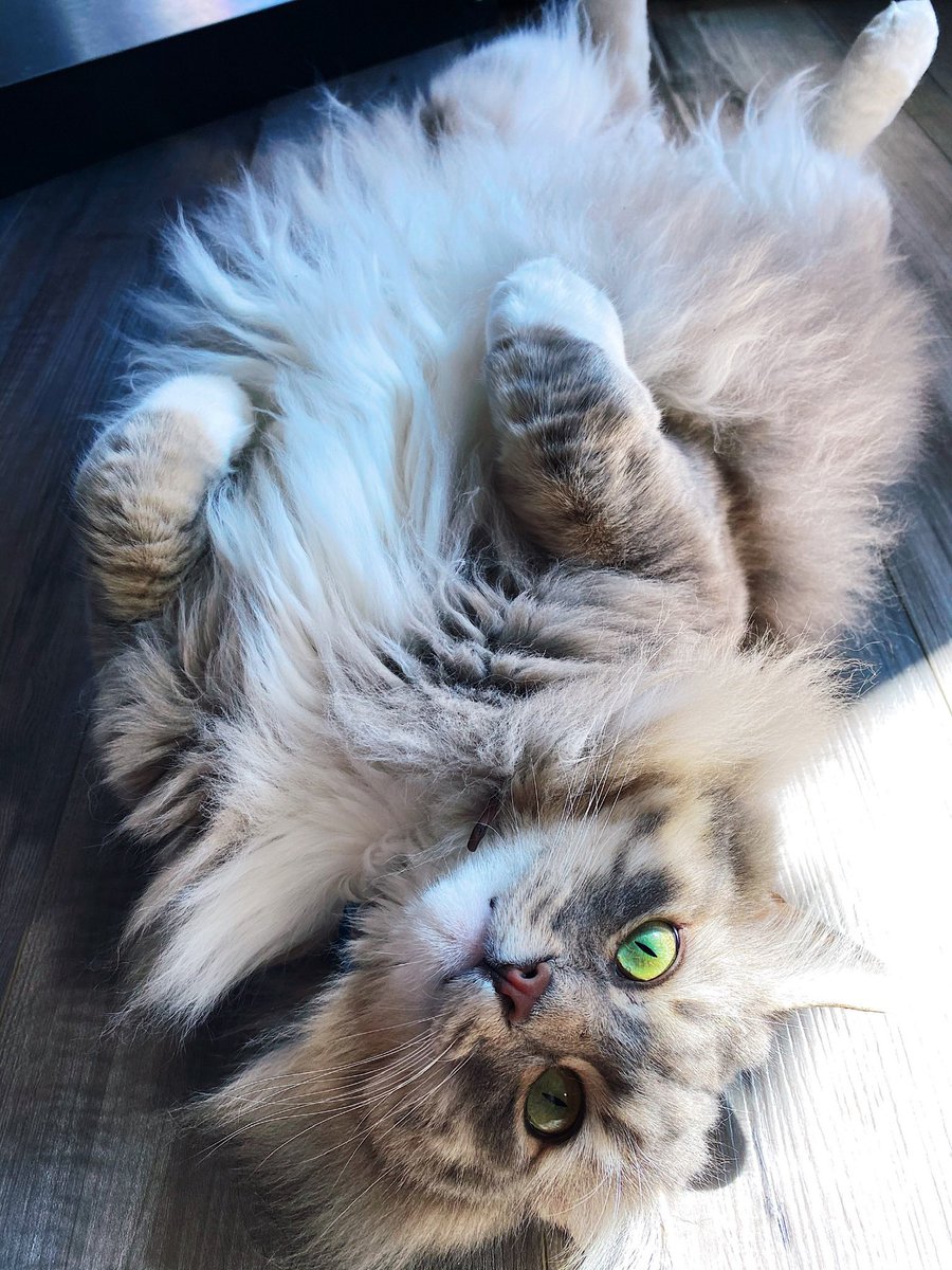 StoriFreelund's tweet photo. @DontShowYourCat https://t.co/feNUe8izBo
